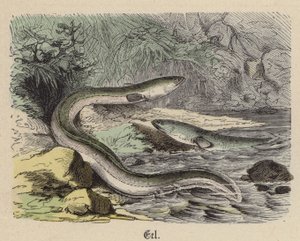 Yılan balığı (renkli gravür) by Friedrich Specht