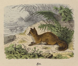Fox (renkli gravür) by Friedrich Specht