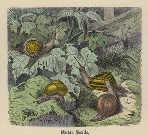 Bahçe Salyangozları (renkli gravür) by Friedrich Specht