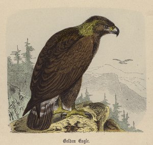 Altın Kartal (renkli gravür) by Friedrich Specht