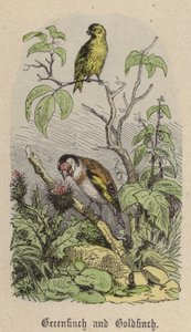 Greenfinch ve Goldfinch (renkli gravür) by Friedrich Specht