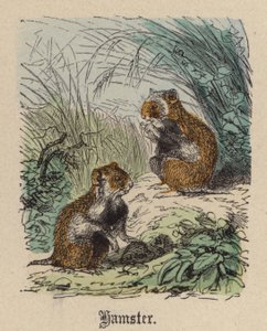 Hamster (renkli gravür)