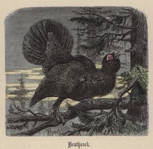 Heathcock (renkli gravür) by Friedrich Specht