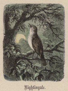 Bülbül (renkli gravür) by Friedrich Specht