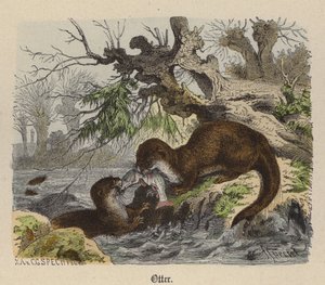 Otter (renkli gravür)
