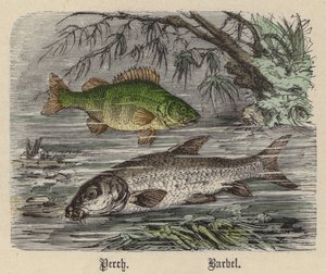 Levrek, Barbel (renkli gravür) by Friedrich Specht