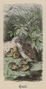 Bıldırcın (renkli gravür) by Friedrich Specht