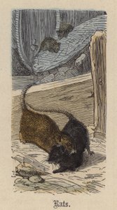 Fareler (renkli gravür) by Friedrich Specht