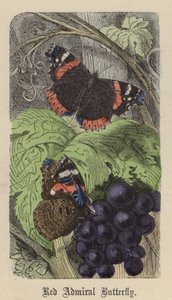 Kırmızı Amiral Kelebek (renkli gravür) by Friedrich Specht