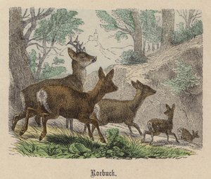 Roebuck (renkli gravür) by Friedrich Specht