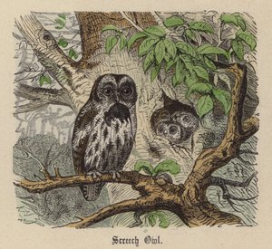 Screech Owl (renkli gravür) by Friedrich Specht