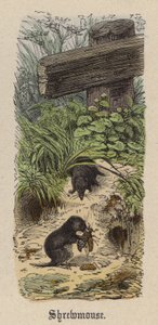 Shrewmouse (renkli gravür) by Friedrich Specht
