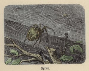 Örümcek (renkli gravür) by Friedrich Specht