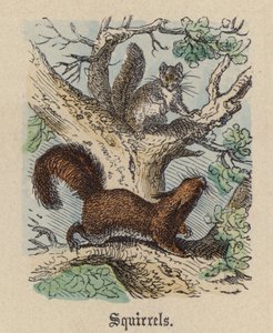 Sincaplar (renkli gravür) by Friedrich Specht