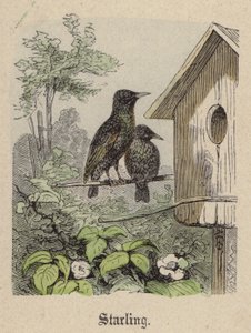 Starling (renkli gravür) by Friedrich Specht