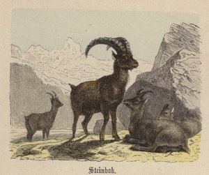 Steinbok (renkli gravür) by Friedrich Specht