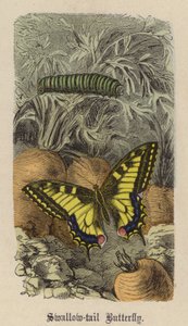 Kırlangıç kuyruklu Kelebek (renkli gravür) by Friedrich Specht