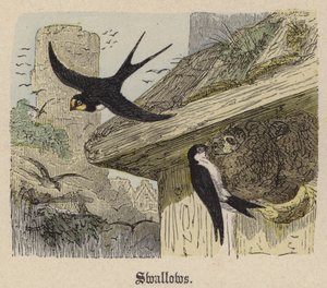 Kırlangıçlar (renkli gravür) by Friedrich Specht