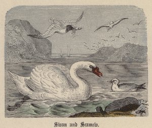 Kuğu ve Deniz yosunu (renkli gravür) by Friedrich Specht