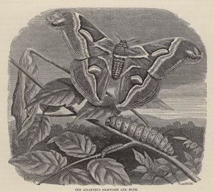 Ailanthus İpekböceği ve Güve (gravür) by Friedrich Specht