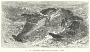 Bayağı Yunus (Delphinus Delphis) (gravür)