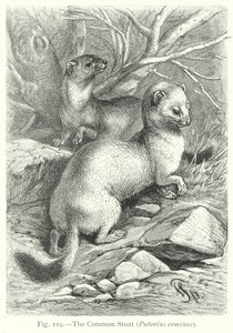 Bayağı Stoat (Putorius Erminea) (gravür)
