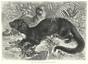 Tayra (Galictis Barbara) (gravür)