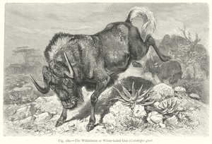 Antilop ya da Beyaz Kuyruklu Gnu (Catoblepas Gnu) (gravür)