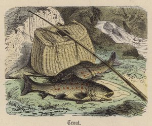 Alabalık (renkli gravür) by Friedrich Specht