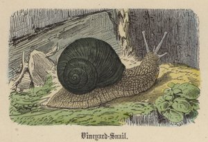 Bağ-Salyangoz (renkli gravür) by Friedrich Specht