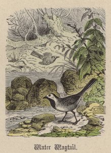 Su Kuyruğu (renkli gravür) by Friedrich Specht