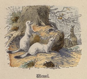 Gelincik (renkli gravür) by Friedrich Specht