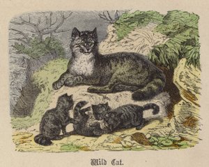 Vahşi Kedi (renkli gravür) by Friedrich Specht