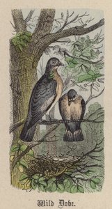 Yabani Güvercin (renkli gravür) by Friedrich Specht