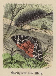 Yünlü Ayı ve Güve (renkli gravür) by Friedrich Specht