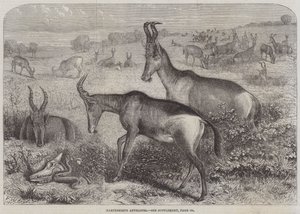 Hartebeeste Antilopları by Friedrich Wilhelm Keyl