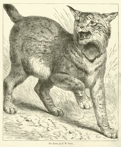 Lynx (gravür)