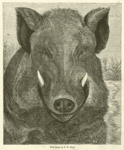 Yaban Domuzu (gravür)
