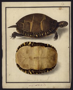 Chrysemys picta, 1792