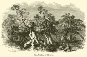 Oliveras