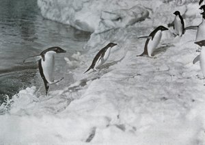 Buz Ayaklarına Atlayan Penguenler, c1911, 1913.