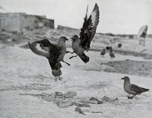 Skua Martıları Bazı Ballar İçin Dövüşüyor, 1911, 1913