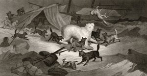 Ayı Avı, J.C. McRea tarafından 