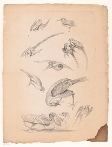 Ördekler ve papağanlar dahil on bir Çin kuşu Çeşitli Çin kuşları (dizi başlığı) Livre des Differentes éspeces d'oiseaux de la Chine (dizi başlığı)