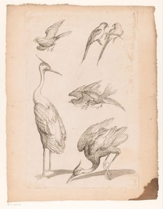 Balıkçıllar ve Conures Dahil Yedi Çin Kuşu Çeşitli Çin kuşları (dizi başlığı) Livre des Differentes éspeces d