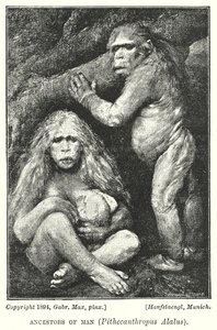 İnsanın Ataları, Pithecanthropus Alalus (lito)