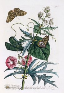1. Abutilon, 2. Konvolvulus, c. 1748 el renkli gravür.