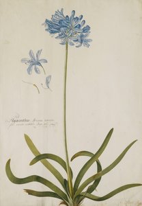 Agapanthus, by Georg Dionysius Ehret