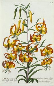 Amerikan Turkscap Lily, c. 1740 el renkli gravür. by "Georg Dionysius Ehret