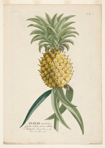 Ananas sativus, Ananas, c1740-1770. by Georg Dionysius Ehret